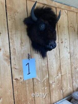 Real Buffalo / Bison Head Taxidermy Mount New Neck Mount (you Get One Pictured)