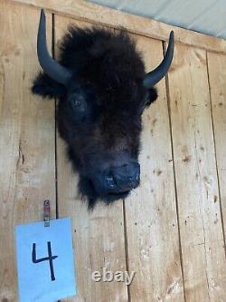 Real Buffalo / Bison Head Taxidermy Mount New Neck Mount (you Get One Pictured)