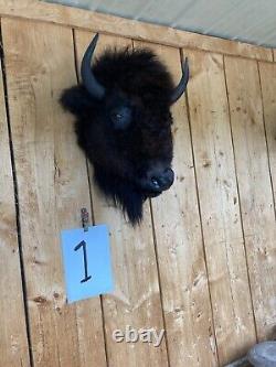 Real Buffalo / Bison Head Taxidermy Mount New Neck Mount (you Get One Pictured)