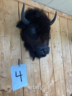 Real Buffalo / Bison Head Taxidermy Mount New Neck Mount (you Get One Pictured)