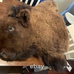 Real Buffalo / Bison Head Taxidermy Mount. Shoulder Mount Ready For Trophy Wall