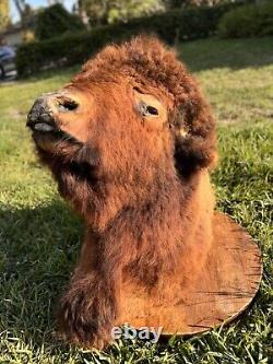 Real Buffalo / Bison Shoulder Taxidermy Mount 30 Years Old. B & B Ranch