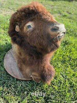 Real Buffalo / Bison Shoulder Taxidermy Mount 30 Years Old. B & B Ranch