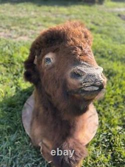 Real Buffalo / Bison Shoulder Taxidermy Mount 30 Years Old. B & B Ranch