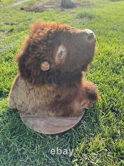 Real Buffalo / Bison Shoulder Taxidermy Mount 30 Years Old. B & B Ranch