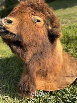 Real Buffalo / Bison Shoulder Taxidermy Mount 30 Years Old. B & B Ranch