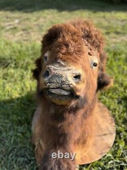 Real Buffalo / Bison Shoulder Taxidermy Mount 30 Years Old. B & B Ranch