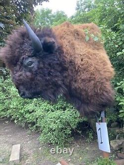 Real Buffalo / Bison Shoulder Taxidermy Mount New