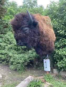 Real Buffalo / Bison Shoulder Taxidermy Mount New