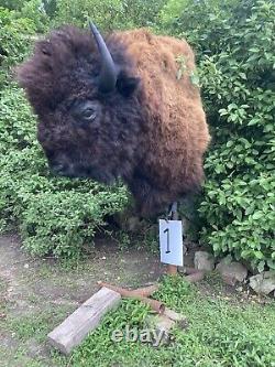 Real Buffalo / Bison Shoulder Taxidermy Mount New