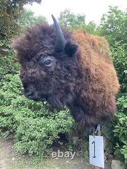 Real Buffalo / Bison Shoulder Taxidermy Mount New