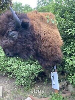 Real Buffalo / Bison Shoulder Taxidermy Mount New