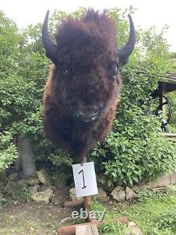 Real Buffalo / Bison Shoulder Taxidermy Mount New