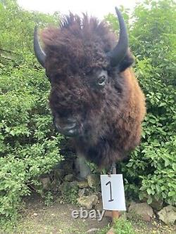 Real Buffalo / Bison Shoulder Taxidermy Mount New