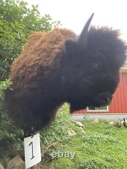 Real Buffalo / Bison Shoulder Taxidermy Mount New