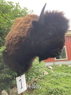 Real Buffalo / Bison Shoulder Taxidermy Mount New