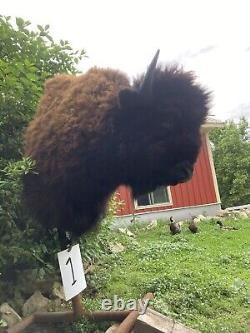 Real Buffalo / Bison Shoulder Taxidermy Mount New