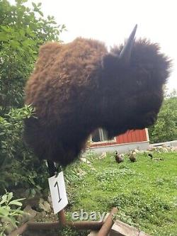 Real Buffalo / Bison Shoulder Taxidermy Mount New