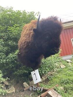 Real Buffalo / Bison Shoulder Taxidermy Mount New