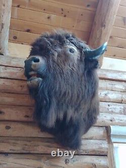 Real Buffalo / Bison Shoulder Taxidermy Mount New + Deer taxidermy