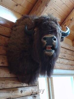 Real Buffalo / Bison Shoulder Taxidermy Mount New + Deer taxidermy