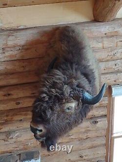 Real Buffalo / Bison Shoulder Taxidermy Mount New + Deer taxidermy