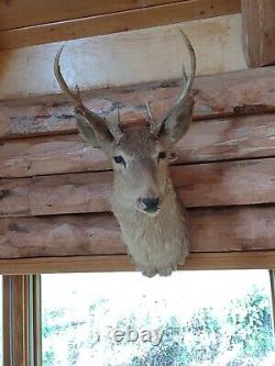 Real Buffalo / Bison Shoulder Taxidermy Mount New + Deer taxidermy