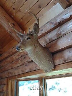 Real Buffalo / Bison Shoulder Taxidermy Mount New + Deer taxidermy