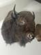 Real Buffalo/ Bison Shoulder Taxidermy Mount New. Massive Size O. B. O