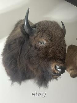 Real Buffalo/ Bison Shoulder Taxidermy Mount New. Massive Size O. B. O
