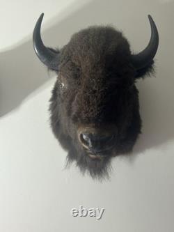Real Buffalo/ Bison Shoulder Taxidermy Mount New. Massive Size O. B. O