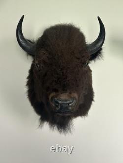 Real Buffalo/ Bison Shoulder Taxidermy Mount New. Massive Size O. B. O