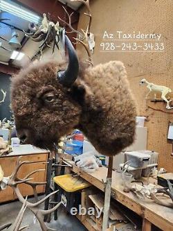 Real Buffalo / Bison Shoulder Taxidermy Mount Taxidermy Lot Elk, Deer, Rug