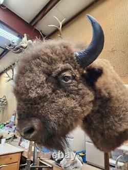 Real Buffalo / Bison Shoulder Taxidermy Mount Taxidermy Lot Elk, Deer, Rug