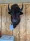 Real Buffalo / Bison Shoulder Taxidermy Mount (you Get Exact One Pictured) Buff1