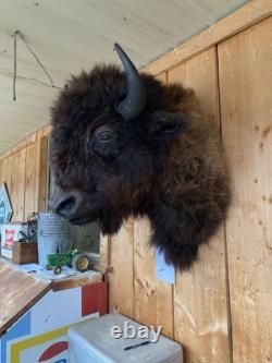 Real Buffalo / Bison Shoulder Taxidermy Mount (you Get Exact One Pictured) Buff1