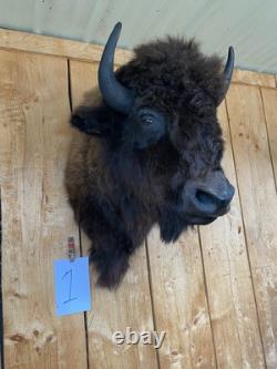Real Buffalo / Bison Shoulder Taxidermy Mount (you Get Exact One Pictured) Buff1