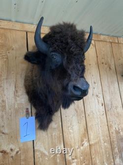 Real Buffalo / Bison Shoulder Taxidermy Mount (you Get Exact One Pictured) Buff1
