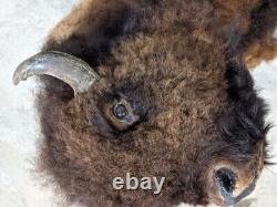 Real Buffalo / Bison Shoulder Taxidermy Mount (you Get One Pictured)