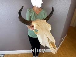 Real Buffalo Bison Skull Taxidermy European animal mount horns MUSEUM QUALITY