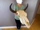 Real Buffalo Bison Skull Taxidermy European animal mount horns MUSEUM QUALITY