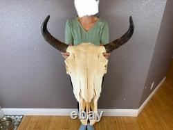 Real Buffalo Bison Skull Taxidermy European animal mount horns MUSEUM QUALITY