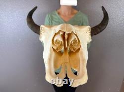 Real Buffalo Bison Skull Taxidermy European animal mount horns MUSEUM QUALITY