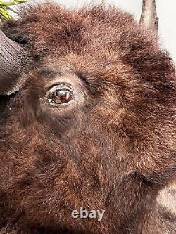 Real Buffalo / Bison Taxidermy Shoulder Mount