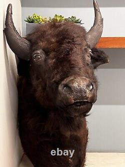 Real Buffalo / Bison Taxidermy Shoulder Mount