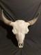 Real, Natural Bison Skull with Horn Caps