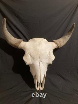 Real, Natural Bison Skull with Horn Caps