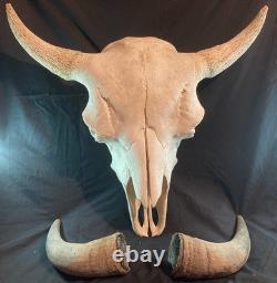 Real, Natural Bison Skull with Horn Caps