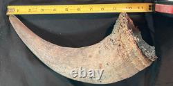 Real, Natural Bison Skull with Horn Caps