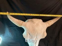 Real, Natural Bison Skull with Horn Caps
